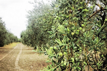 Koşal Zeytincilik