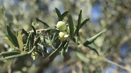 Koşal Zeytincilik