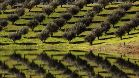 Koşal Zeytincilik